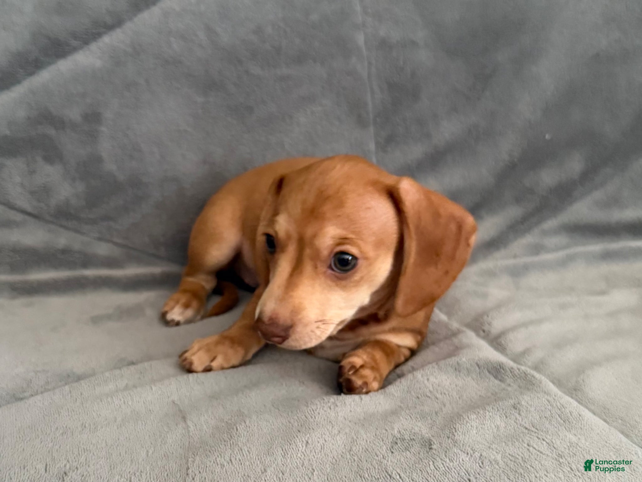 Dachshund dogs Lily - Ad 13