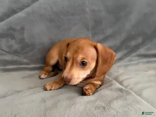 Dachshund dogs Lily - Ad 23