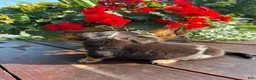 Miniature Dachshund dogs for sale: Duncan - Ad 7
