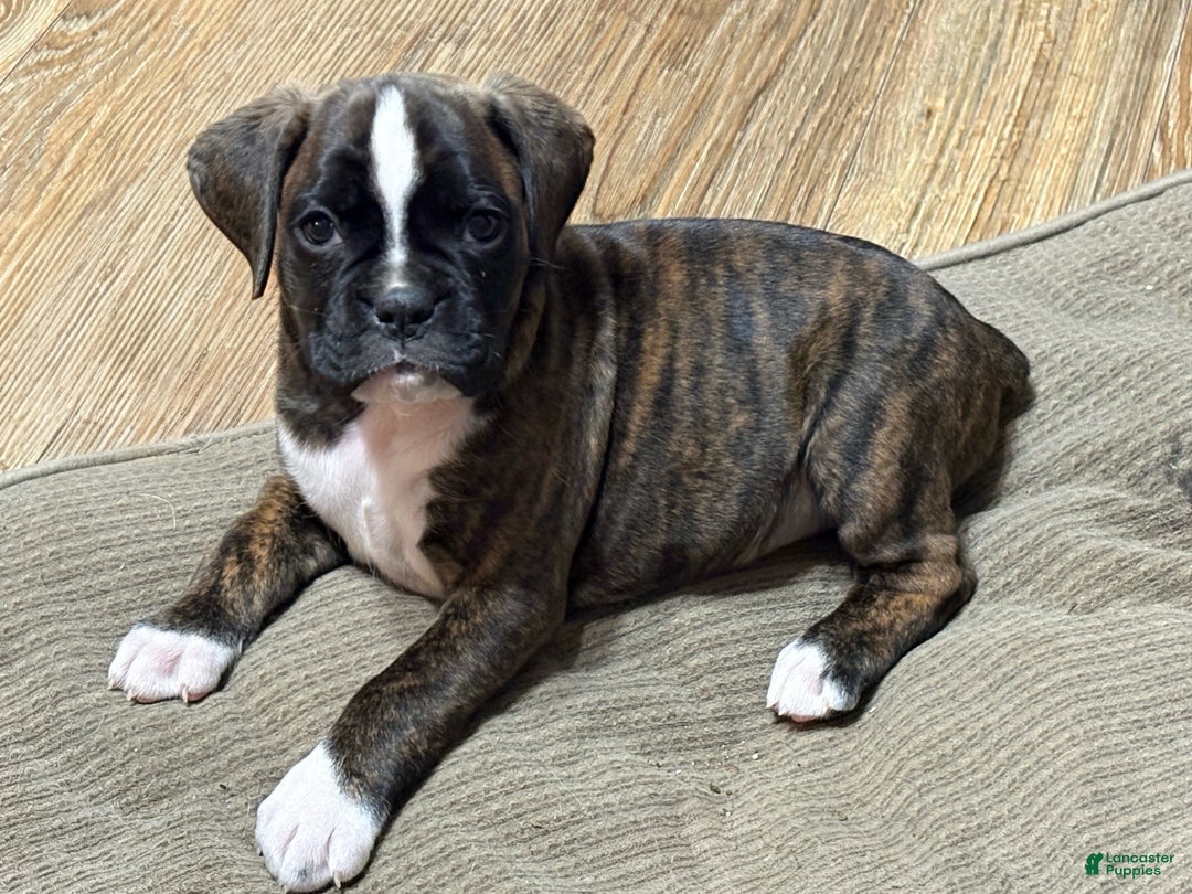 Boxer dogs for sale: Bella - Ad 2