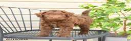 Mixed Breed dogs for sale: Fudge - Ad 3