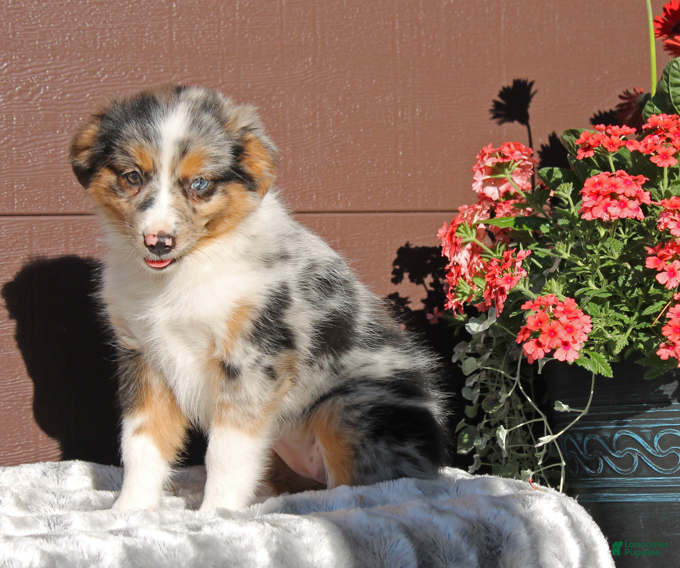 Miniature Australian Shepherd dogs Ashley - Ad 1
