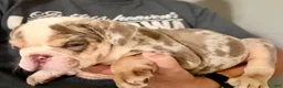 English Bulldog dogs for sale: Versace - Ad 101