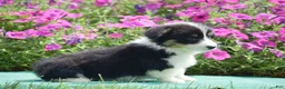 Welsh Corgi Pembroke dogs for sale: Julie - Ad 3