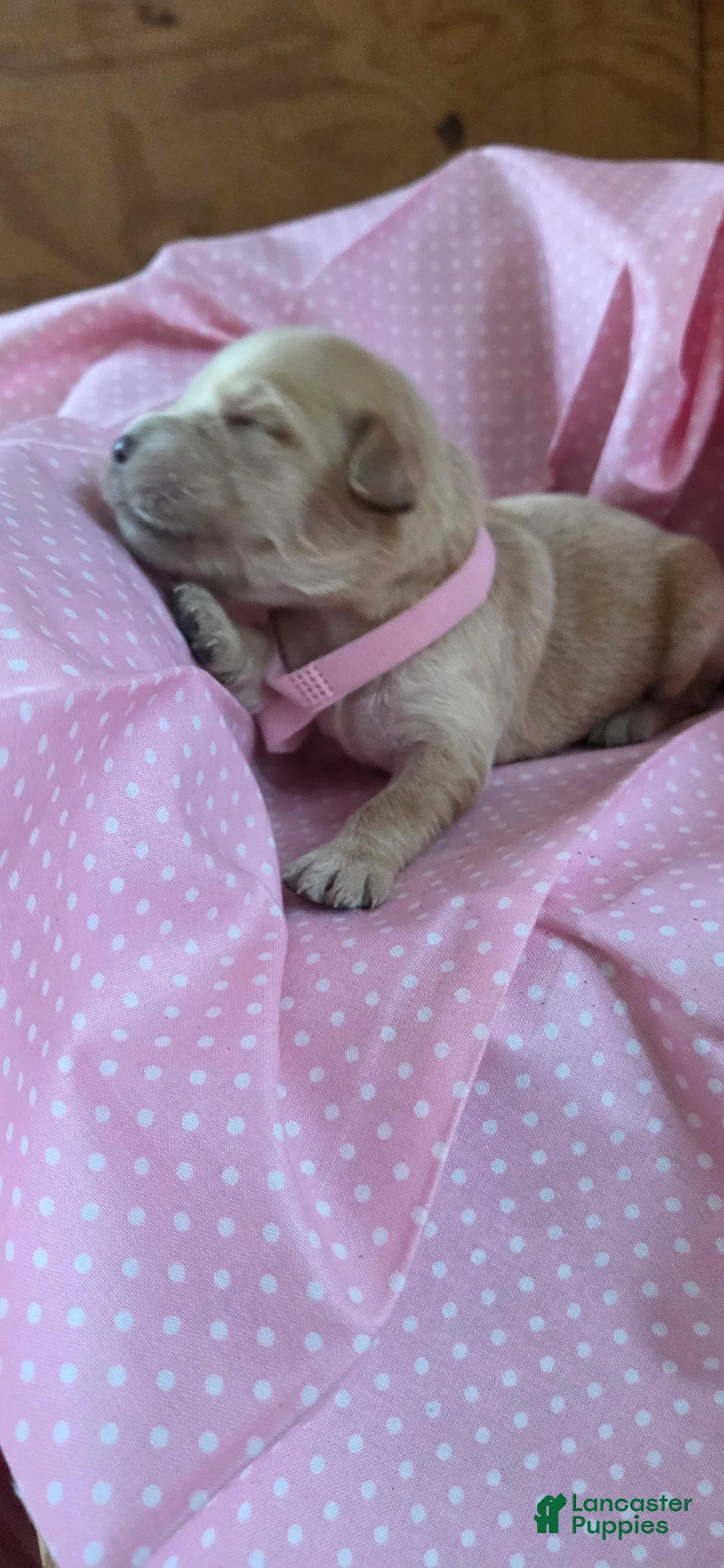 Golden Retriever dogs for sale: Zoey - Ad 2