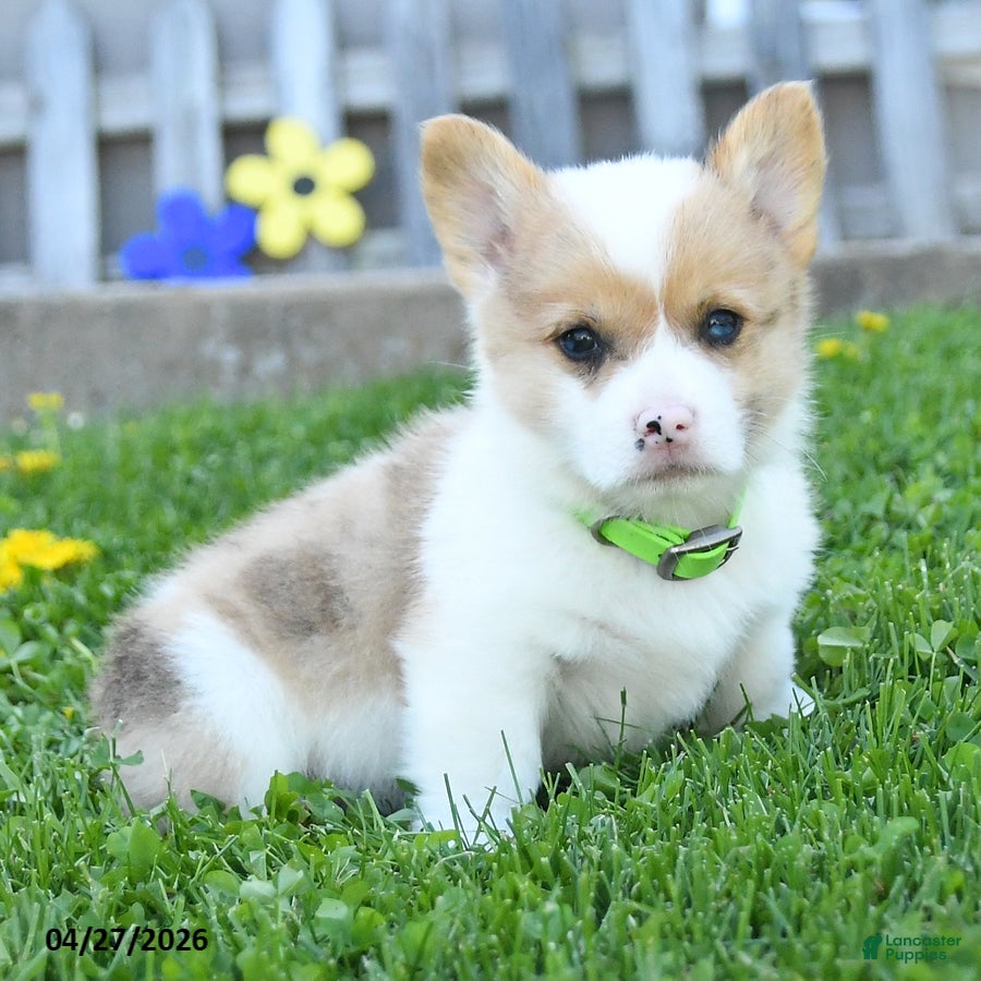 Welsh Corgi Pembroke dogs Biscuit - Ad 2