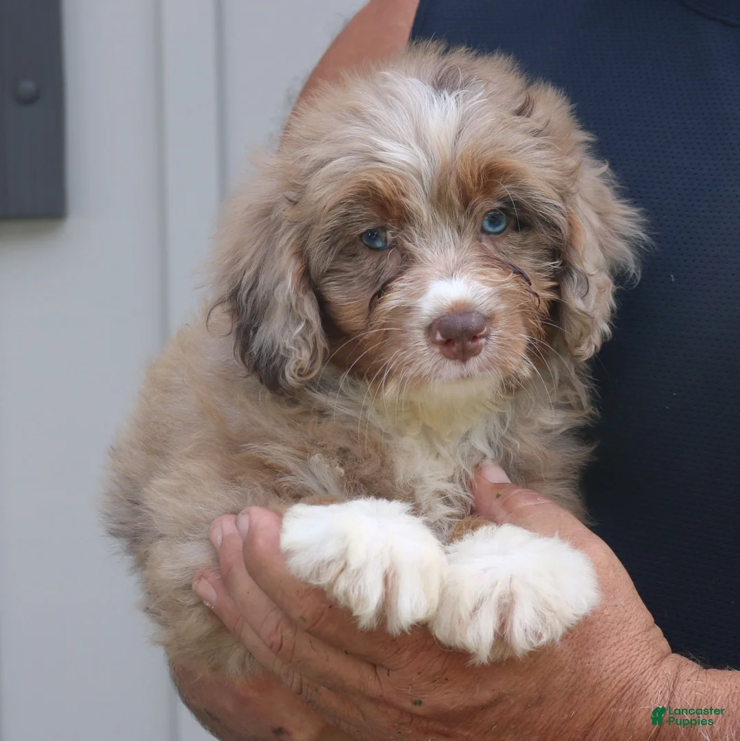Mini Bernedoodle dogs for sale: Dakota  - Ad 4