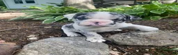 Mixed Breed dogs for sale: Bella - Ad 10