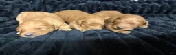Mini Goldendoodle dogs for sale: Mini Goldendoodle Puppy 1 - Ad 2