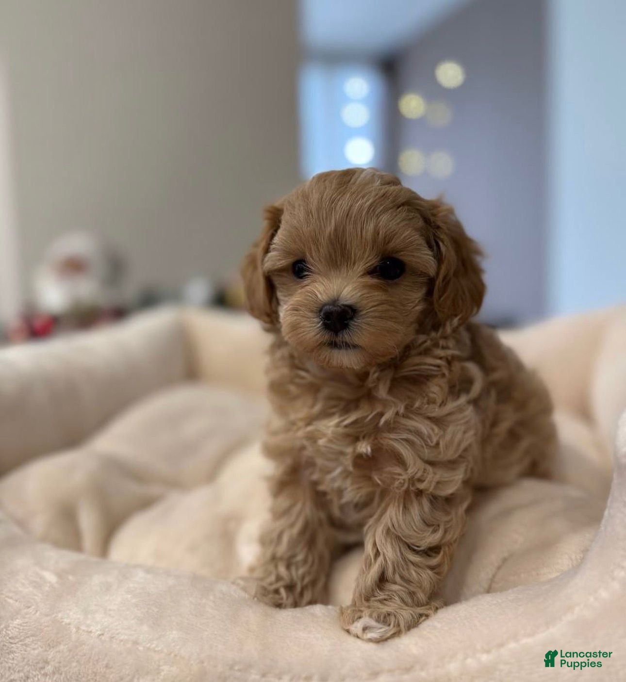 Toy Poodle dogs Toy Poodle Puppy 1 - Ad 1