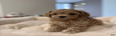 Toy Poodle Puppy 1