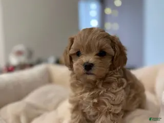 Toy Poodle dogs for sale: Toy Poodle Puppy 1 - Ad 1