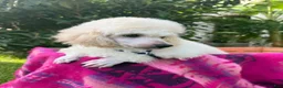 Toy Poodle dogs for sale: Toy Poodle 1 - Ad 1