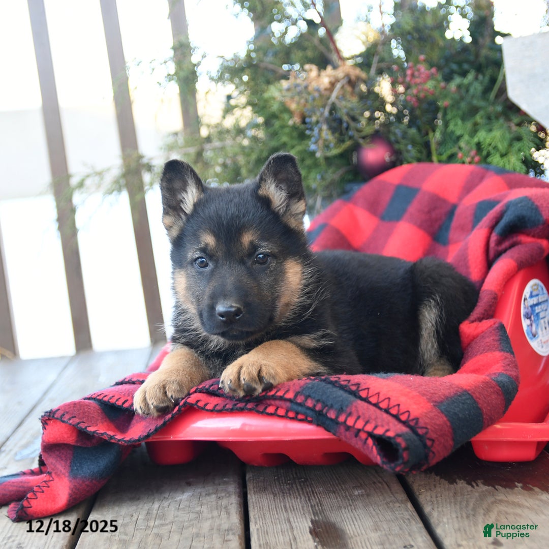 German Shepherd dogs for sale: Moose - Ad 3