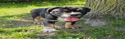 Mixed Breed dogs for sale: SALE! Dynamo - Ad 4