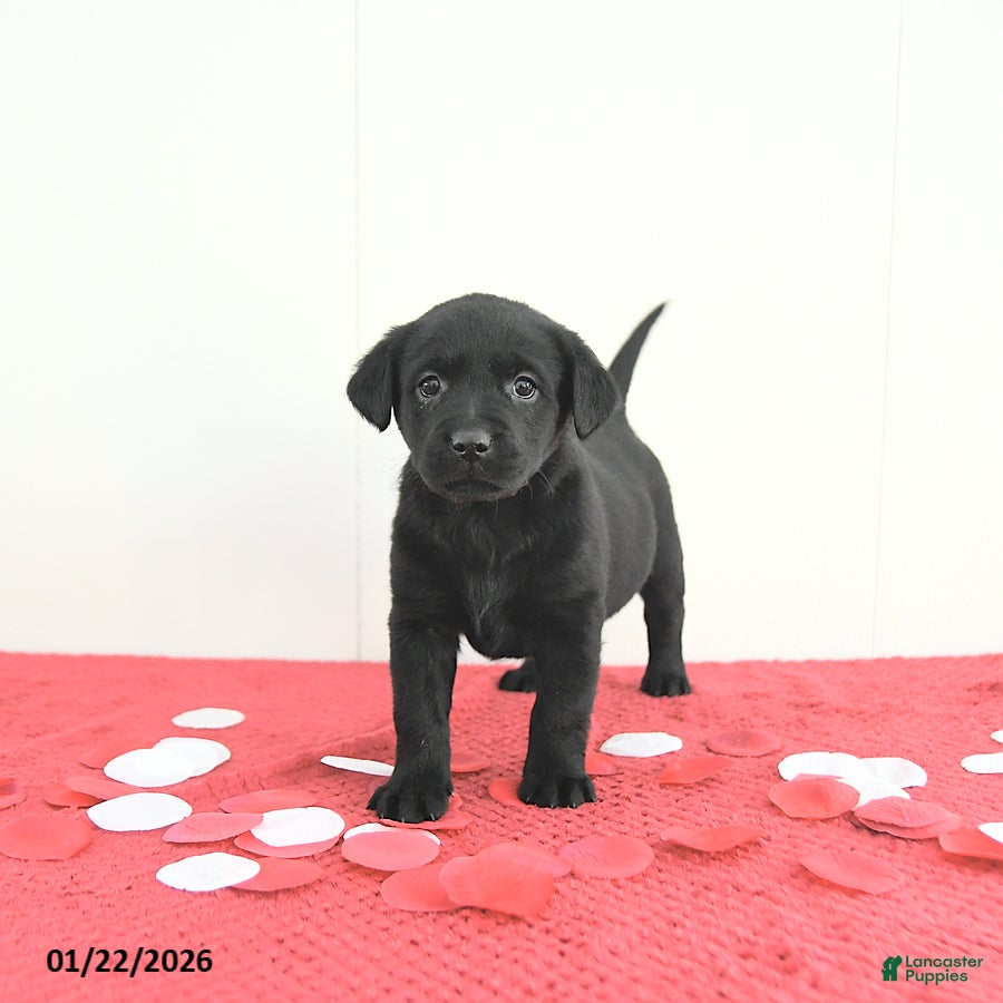 Labrador Retriever dogs Willow - Ad 35