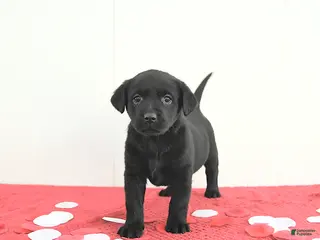 Labrador Retriever dogs Willow - Ad 28