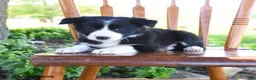 Border Collie dogs for sale: Livia - Ad 4