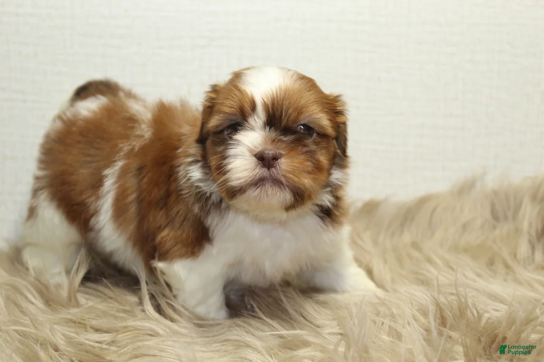 Shih Tzu dogs for sale: Lucy - Ad 2
