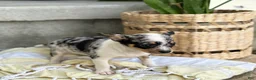 Chihuahua dogs for sale: Rosie - Ad 10