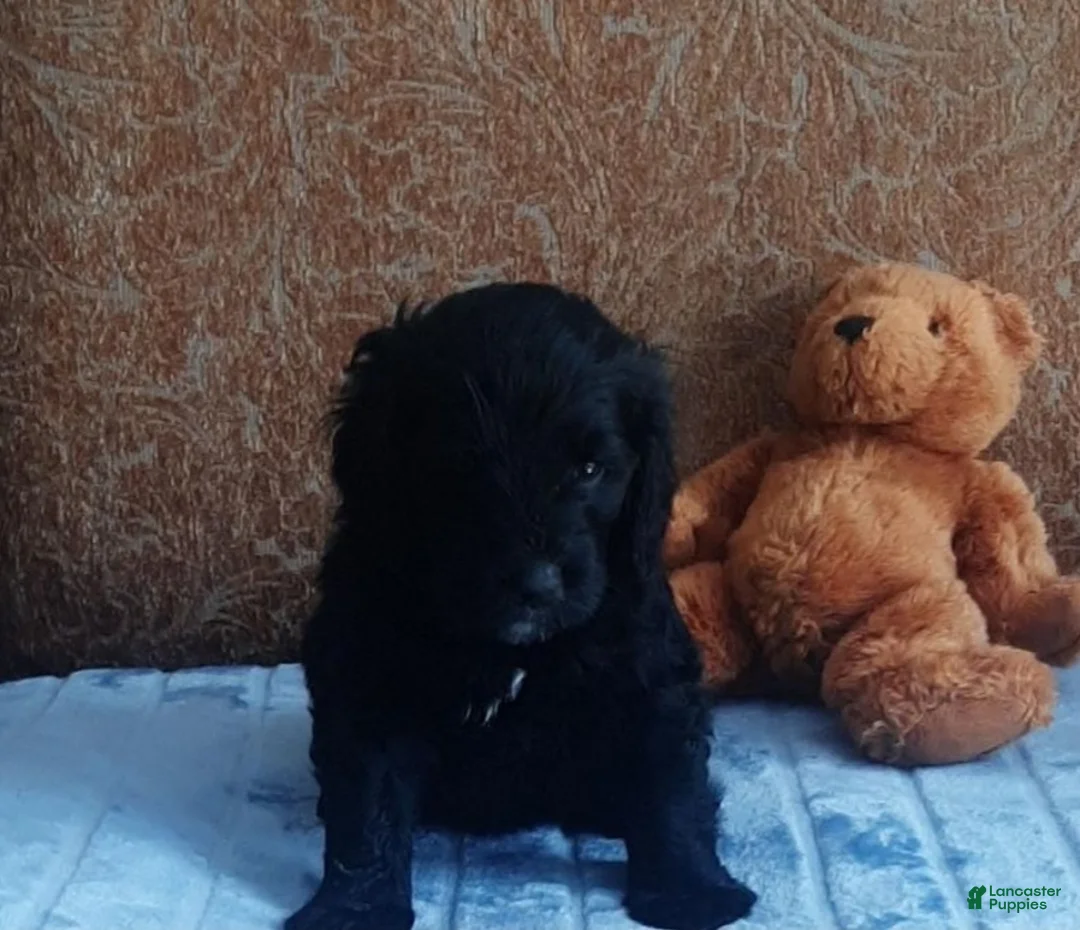 Bernedoodle dogs for sale: Madonna - Ad 1