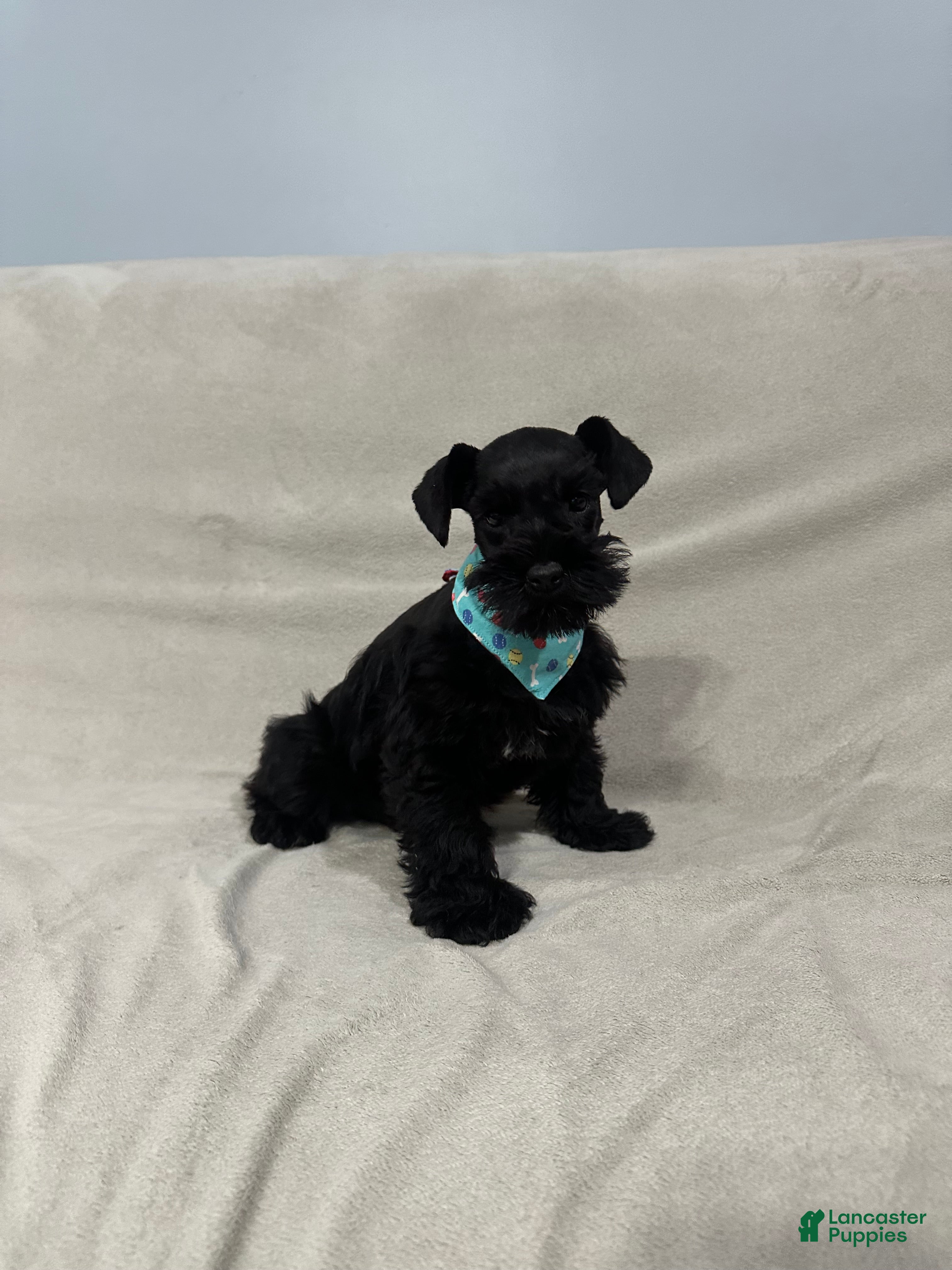 Miniature Schnauzer dogs Benny - Ad 8