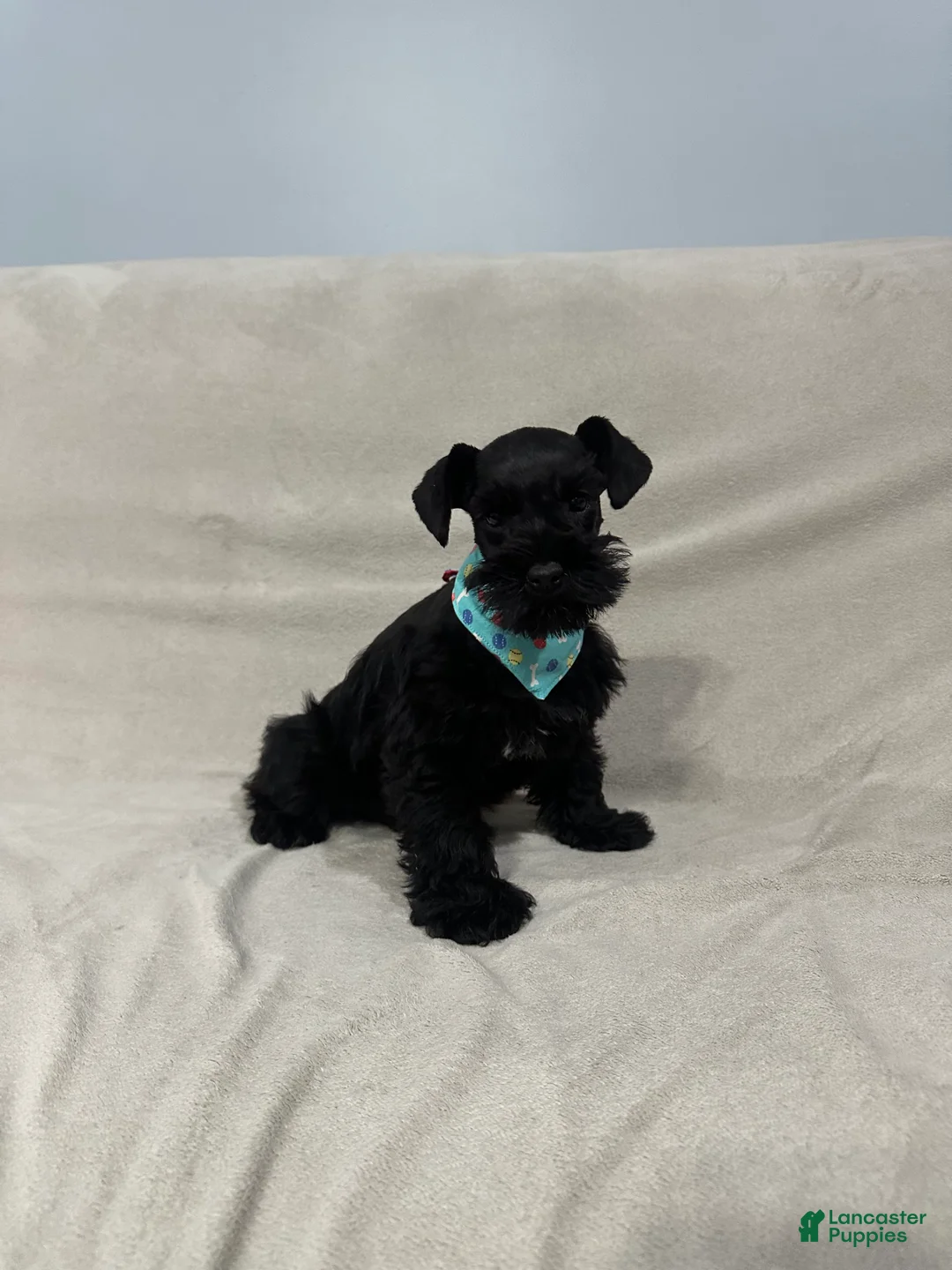 Miniature Schnauzer dogs for sale: Benny - Ad 1