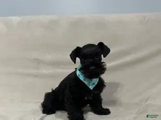 Miniature Schnauzer dogs Benny - Ad 8