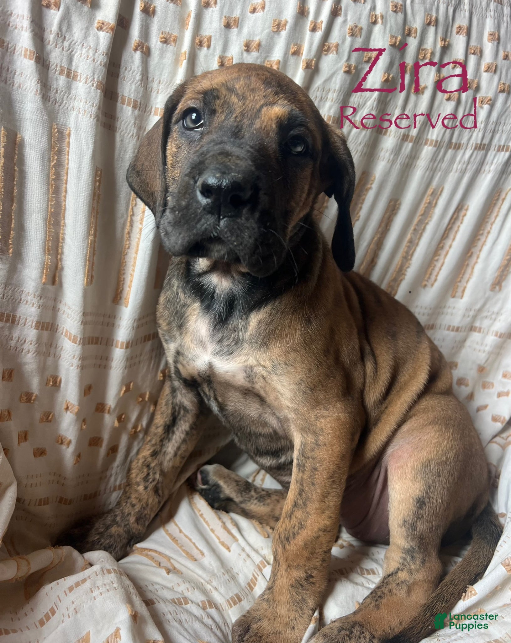 Great Dane dogs Belle Starr - Ad 16