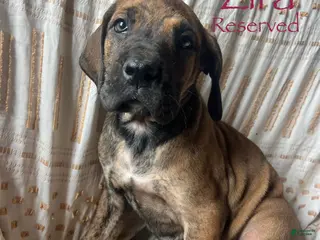 Great Dane dogs Belle Starr - Ad 16