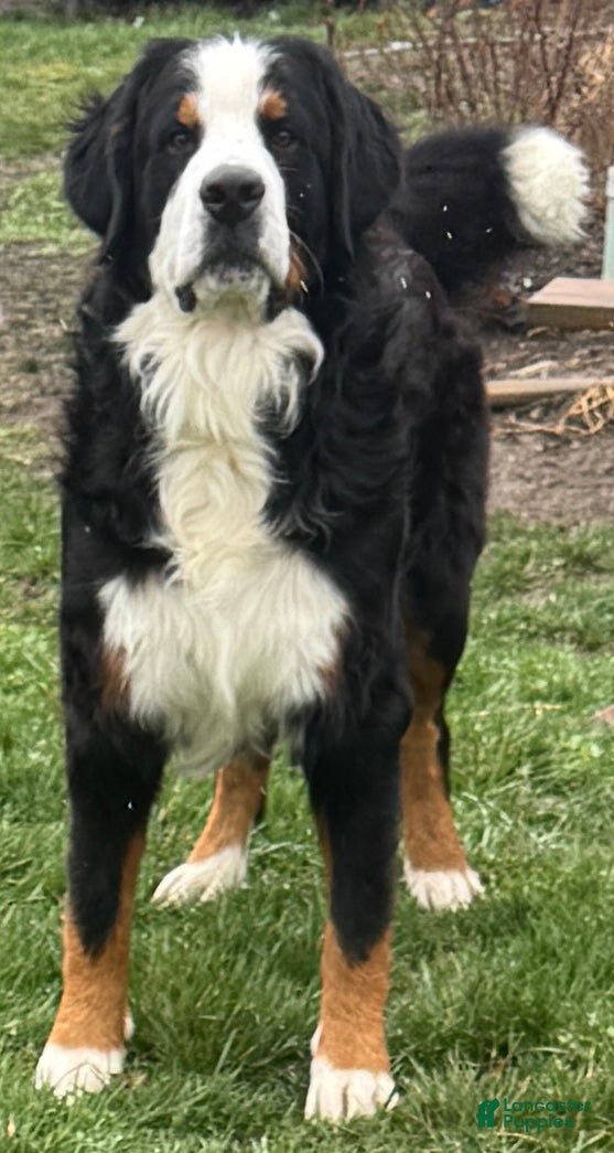 Oliver