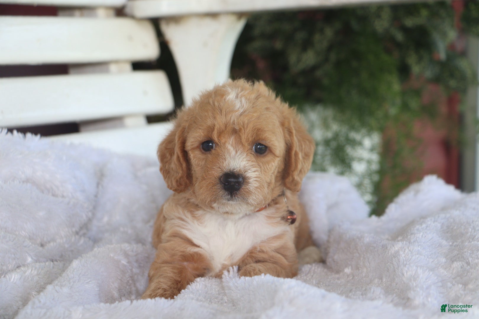 Miniature Labradoodle dogs for sale: Charlie - Ad 4