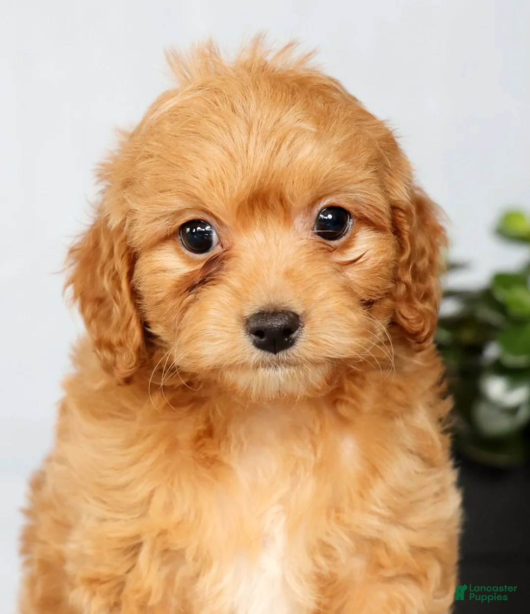 Cavapoo dogs for sale: Parker - Ad 9