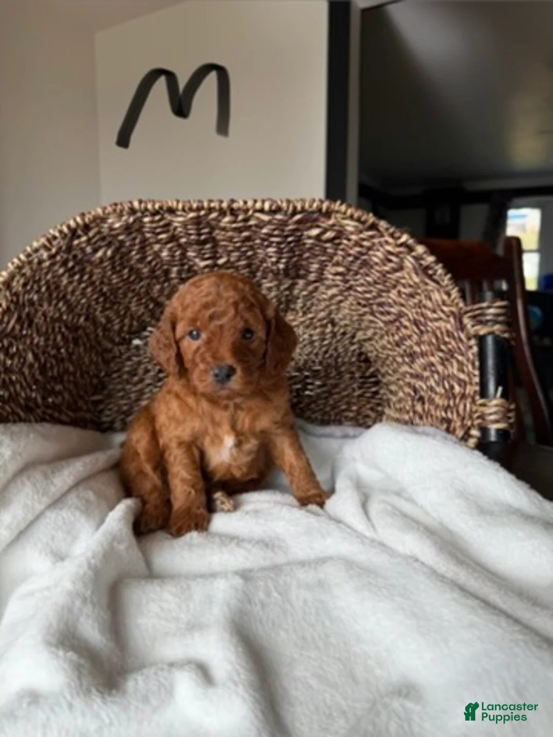 Mini Goldendoodle dogs for sale: Winston - Ad 2