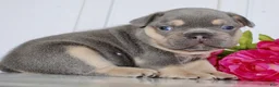 French Bulldog dogs for sale: Enos - Ad 3