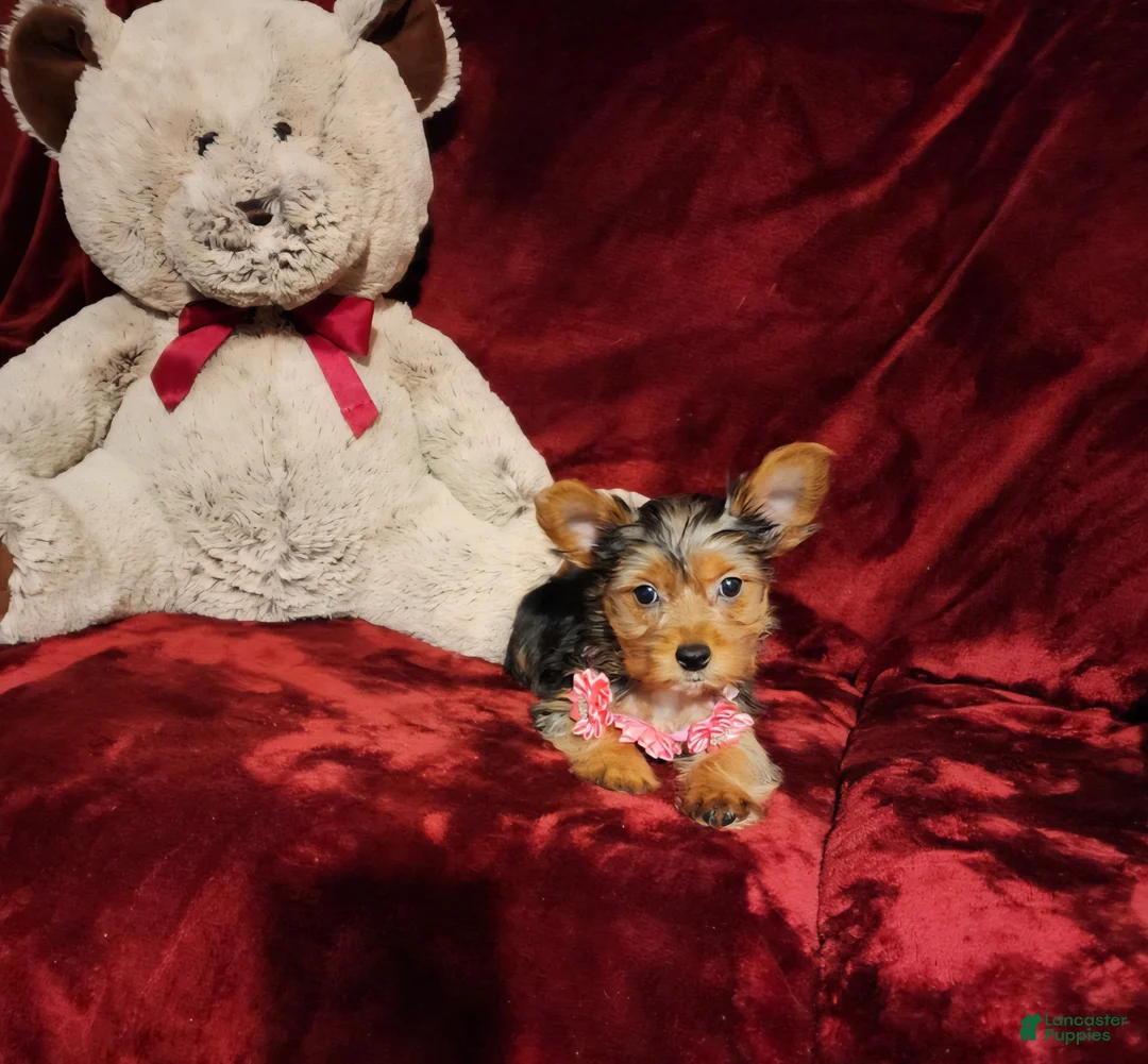 Yorkshire Terrier dogs for sale: *ZOE* - Ad 10