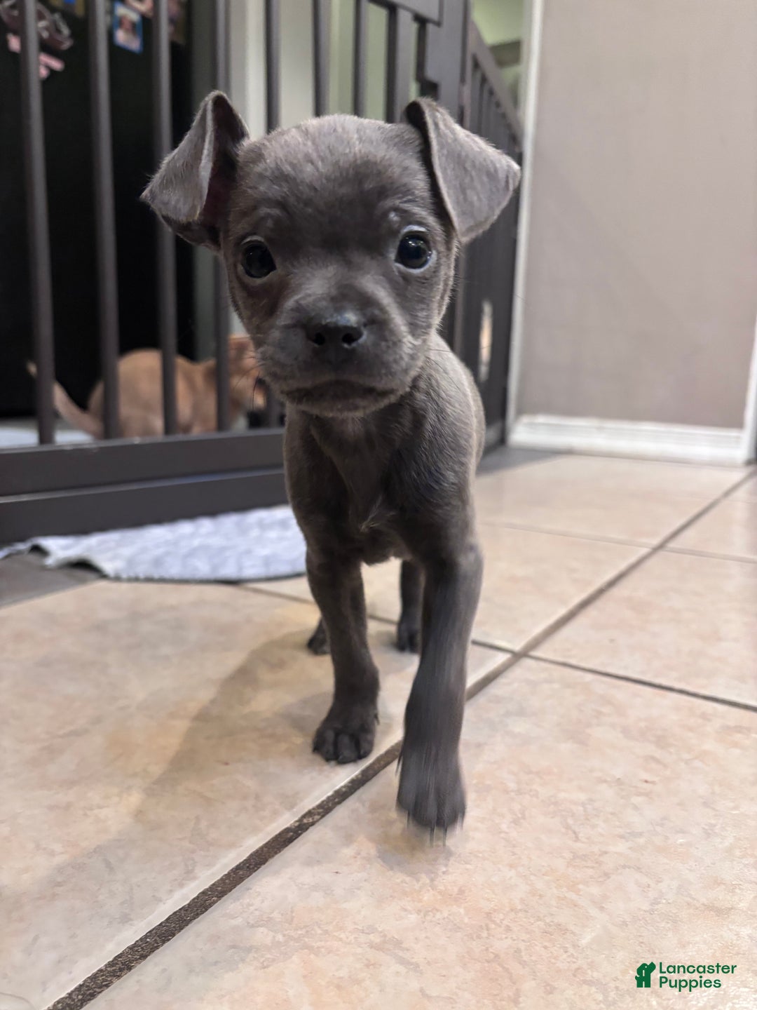 Chihuahua dogs for sale: Chihuahua Puppy 1 - Ad 1