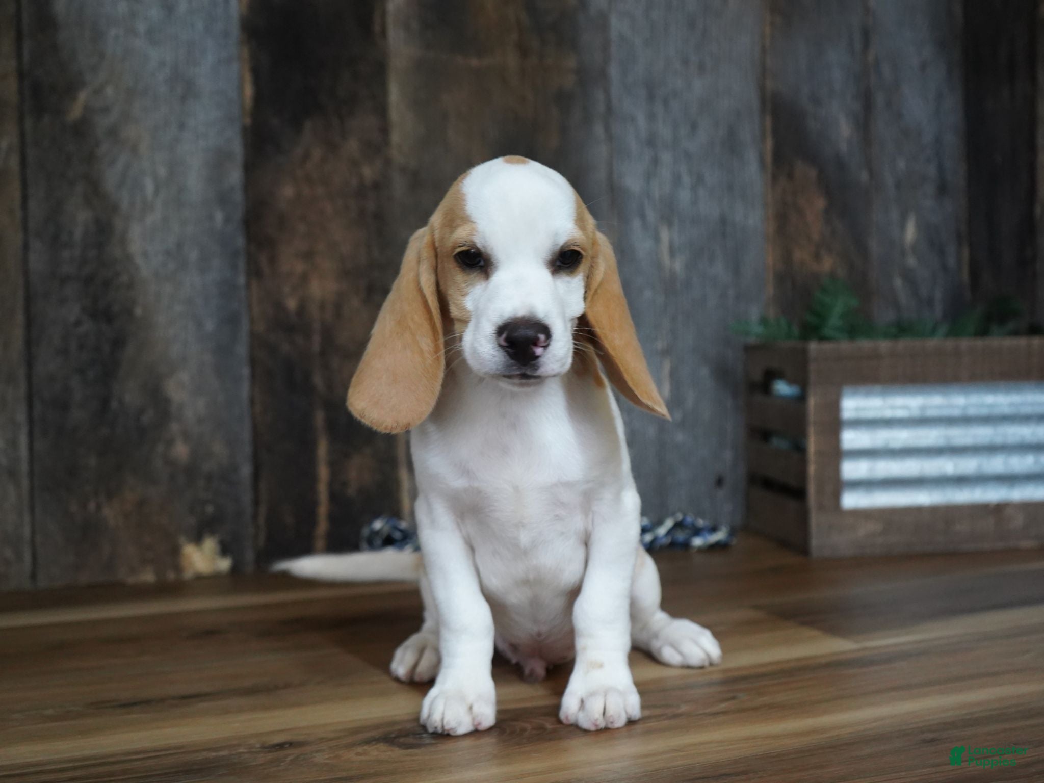 Beagle dogs Walker - Ad 7