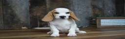 Beagle dogs for sale: Walker - Ad 1