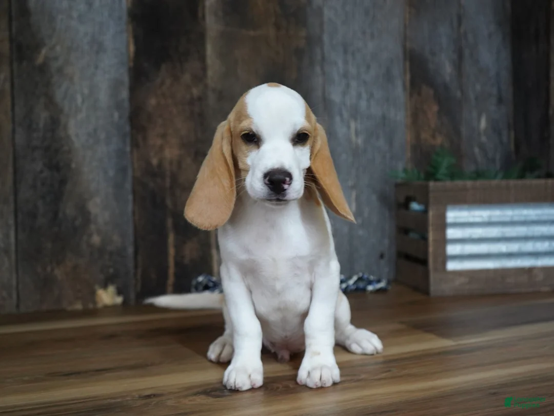 Beagle dogs for sale: Walker - Ad 1