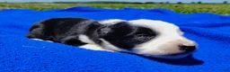 Border Collie dogs for sale: Skipper  - Ad 26