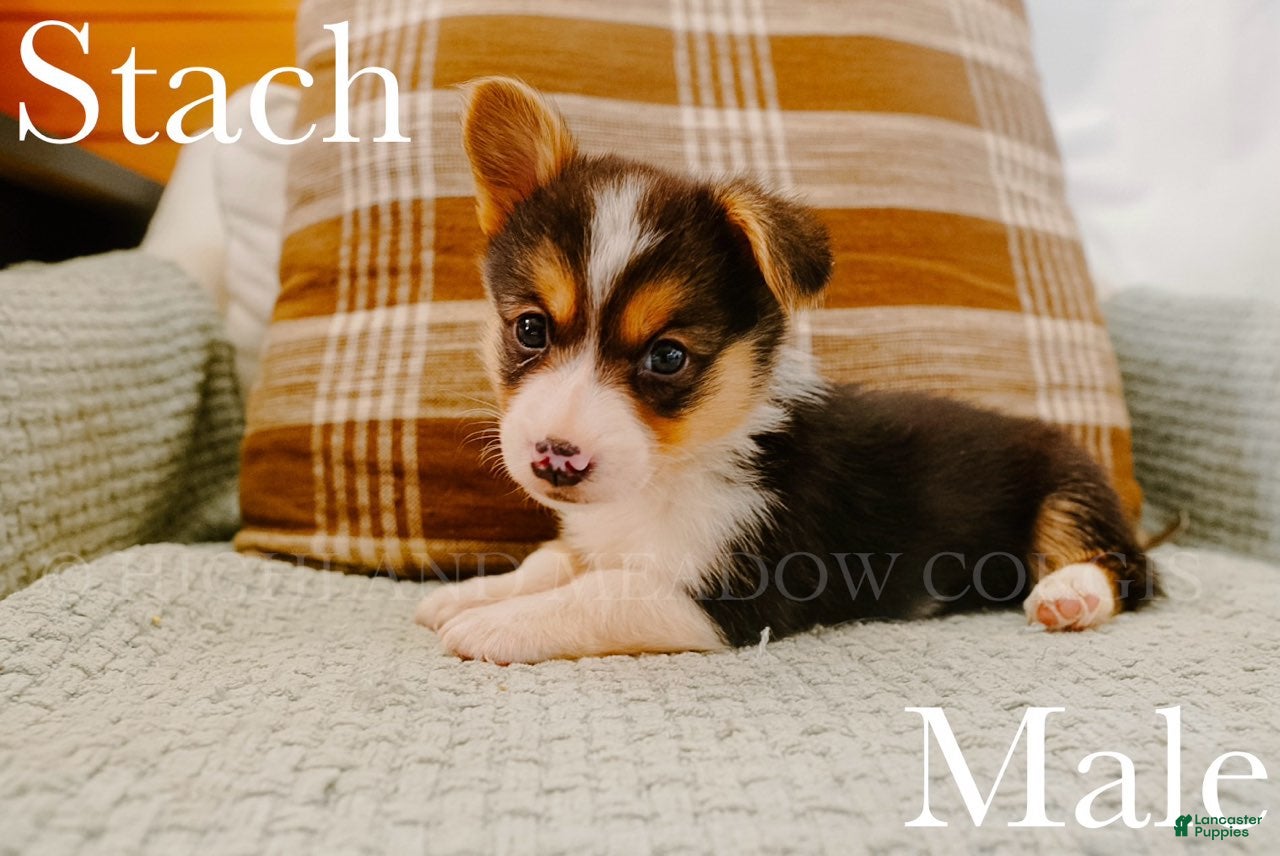 Welsh Corgi Pembroke dogs Stach - Ad 1