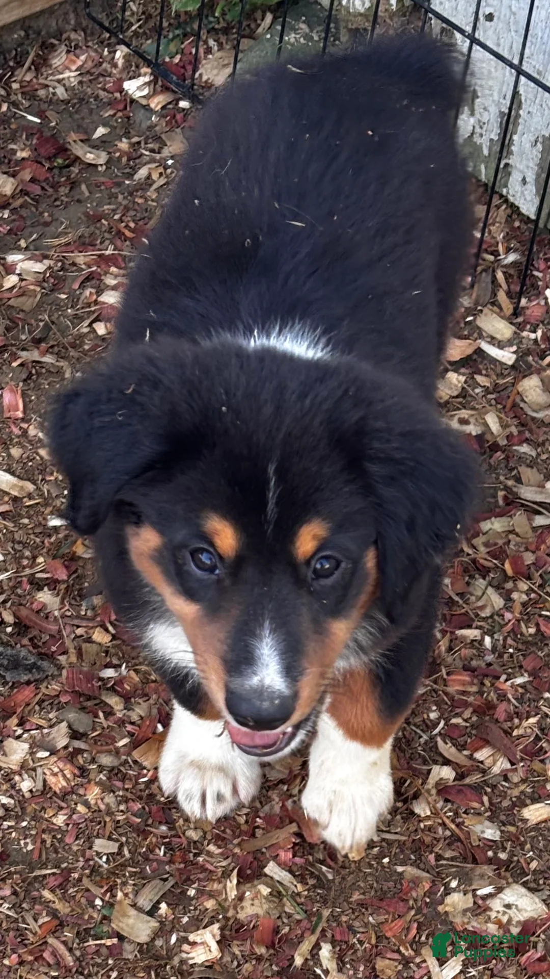 Miniature Australian Shepherd dogs for sale: #9 Sam - Ad 1