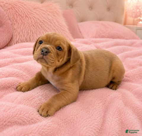 Mixed Breed dogs for sale: Jake - Ad 1