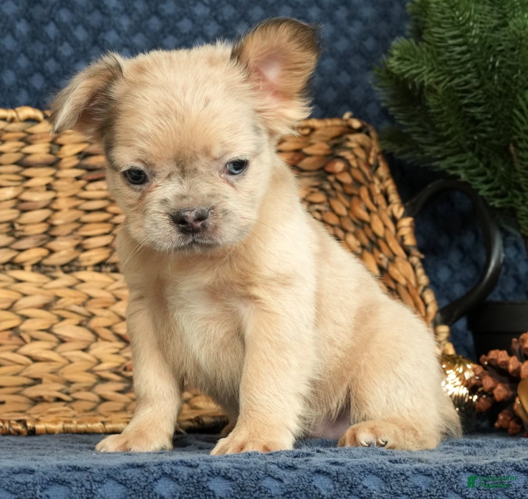 French Bulldog dogs for sale: Avril - Ad 2