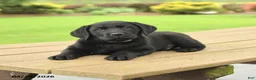 Labrador Retriever dogs for sale: Blake - Ad 2