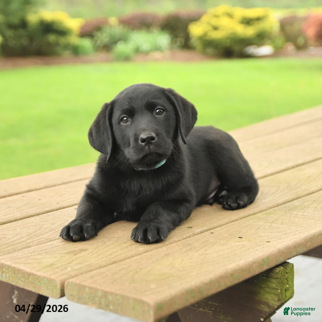 Labrador Retriever dogs for sale: Blake - Ad 2