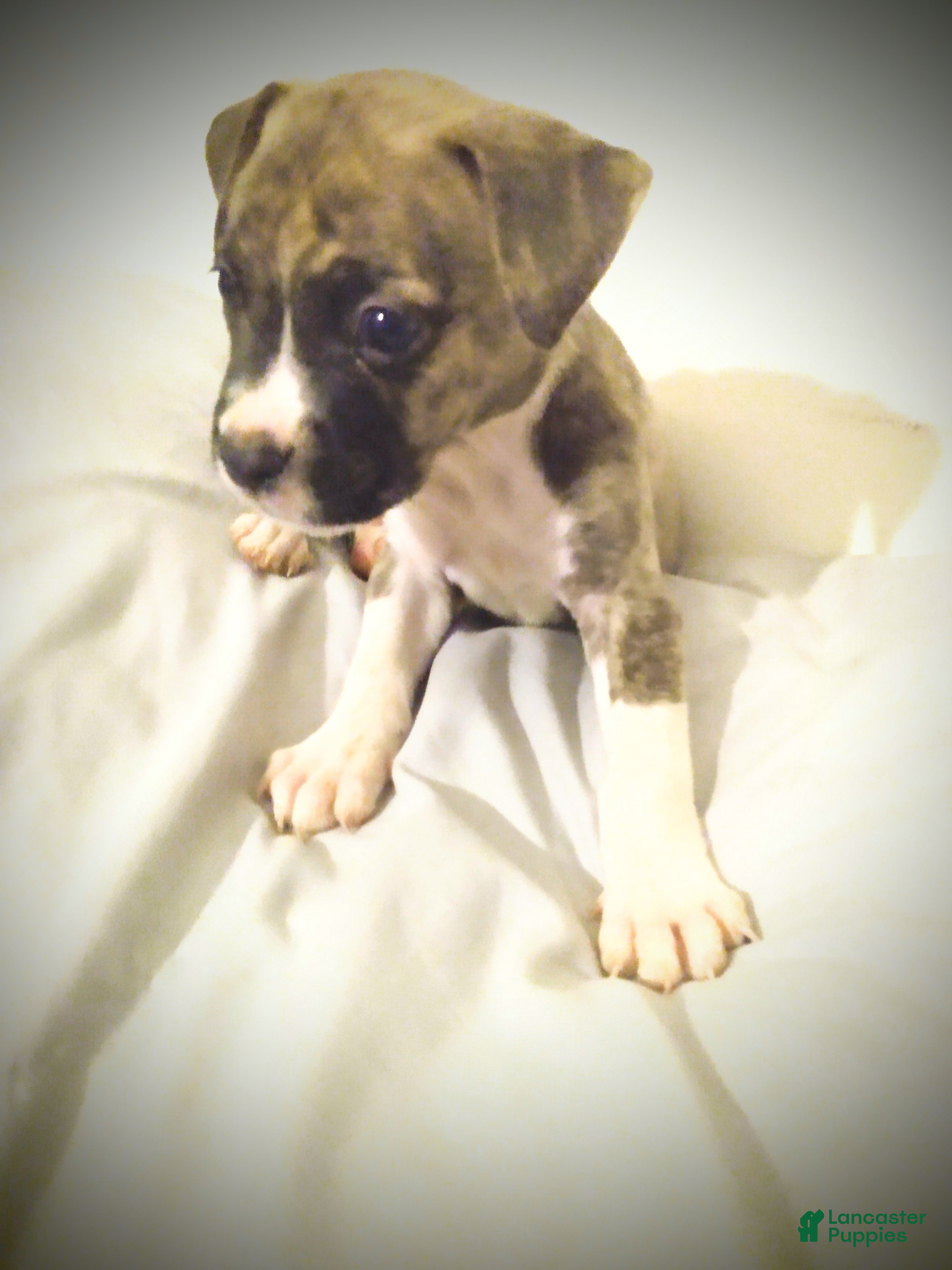 American Pit Bull Terrier dogs American Pit Bull Terrier 1 - Ad 28