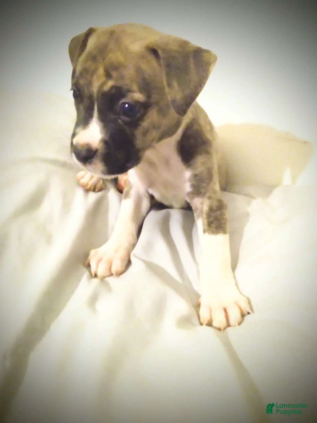 American Pit Bull Terrier dogs for sale: American Pit Bull Terrier 1 - Ad 1