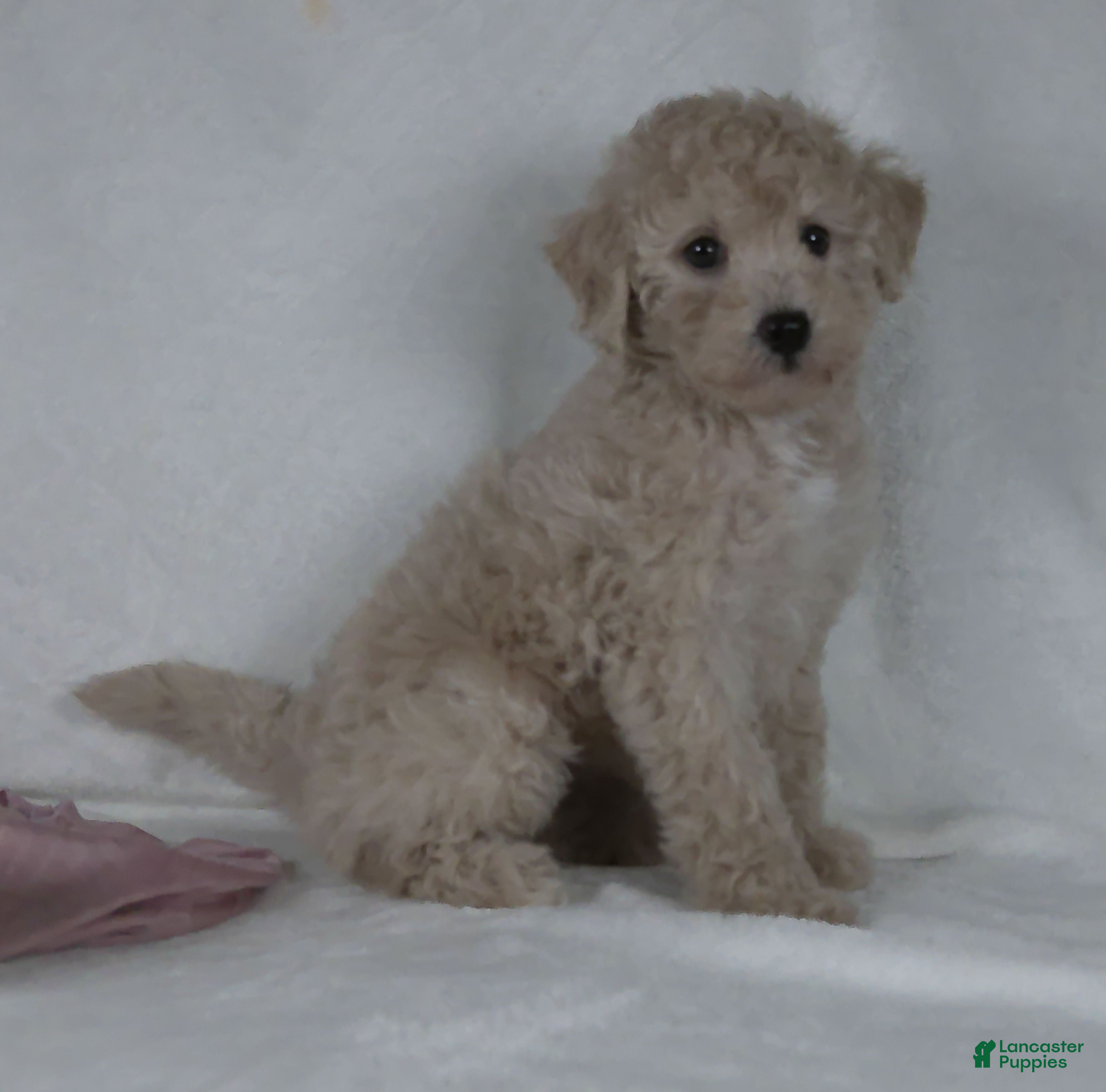 Bichpoo dogs Dasiy - Ad 2